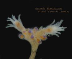  © Leslie Harris NHMLAC