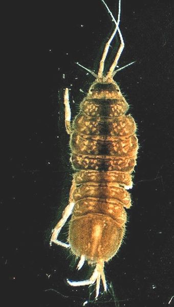 File:Proasellus Coxalis.jpg