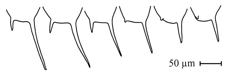 File:Keratella tropica2.jpg