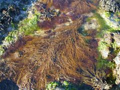 Sargassum muticum.jpg