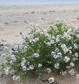 CakileMaritima.jpg