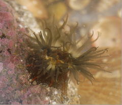 Diadumene lineata.JPG