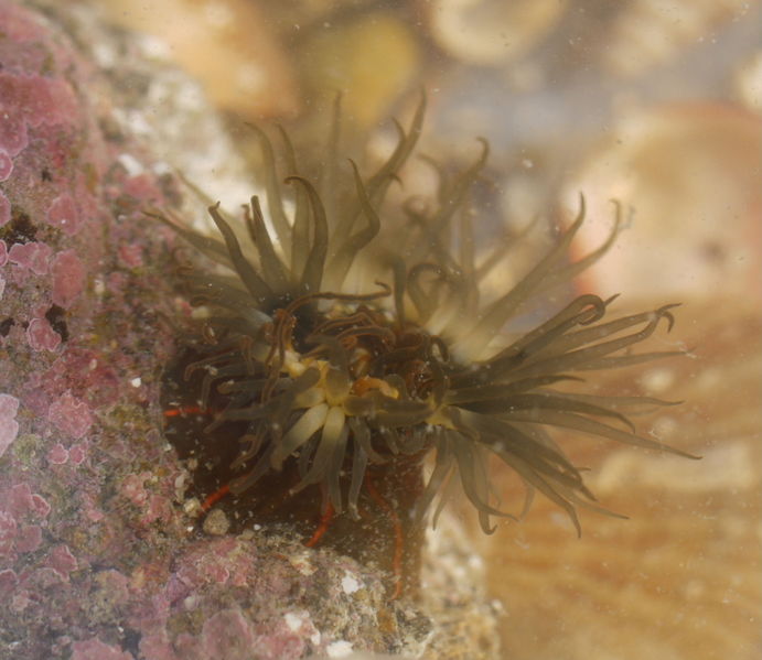 File:Diadumene lineata.JPG