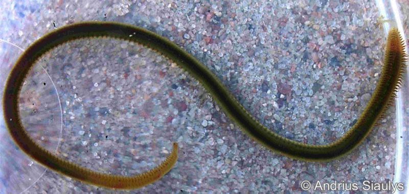 File:Marenzelaria neglecta.JPG