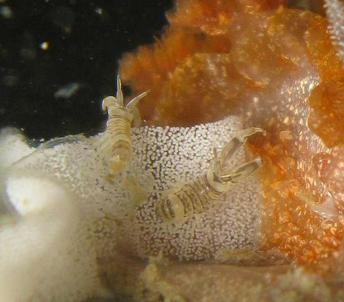 File:Monocorophium sextonae.jpg