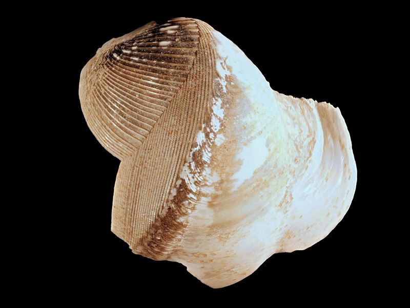 File:Teredo navalis2.jpg