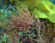 Antithamnionella ternifolia.jpg