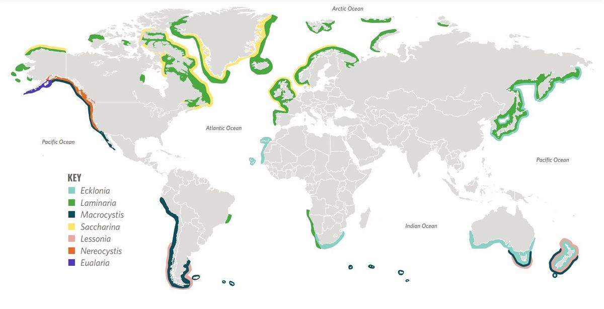 Kelp forests Coastal Wiki