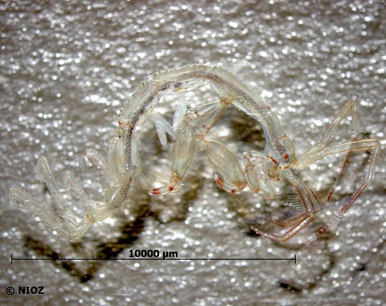 File:Caprella mutica2.jpg