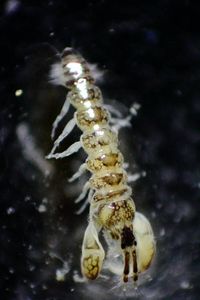 Sinelobus stanfordi3.jpg