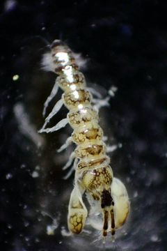 Sinelobus stanfordi3.jpg