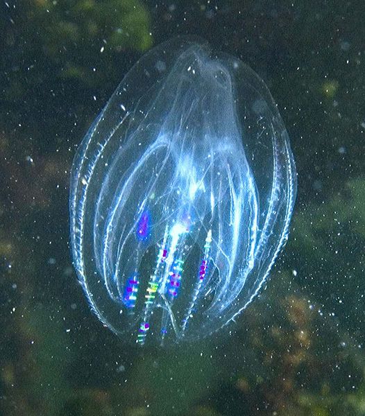 File:Mnemiopsis leidyi2.jpg