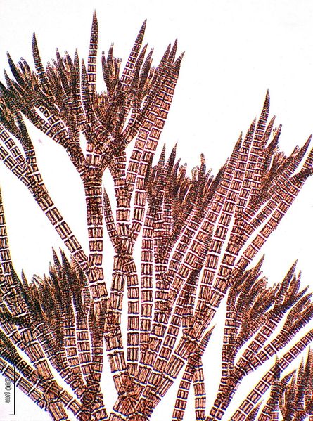 File:Polysiphonia senticulosa .jpg
