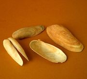 Petricolaria pholadiformis 4.jpg