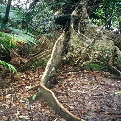 Mangroves - Coastal Wiki