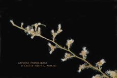 Garveia franciscana.jpg