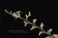 Garveia franciscana.jpg