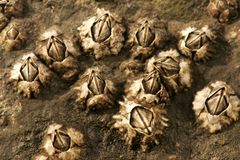 Elminius modestus.jpg