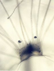 Nemopsis bachei1.jpg