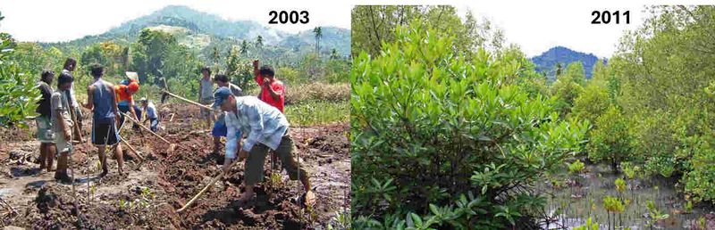 File:MangroveRestorationTiwoho.jpg