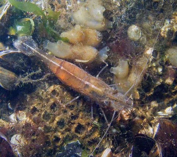 File:Palaemon macrodactylus2.jpg