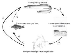 Tekening zwemblaasworm.jpg