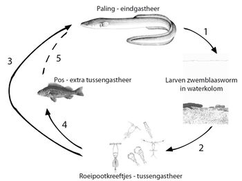 Tekening zwemblaasworm.jpg