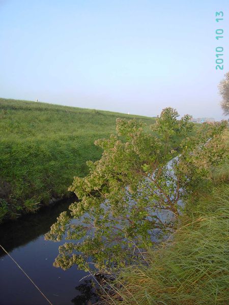 File:Baccharis halimifolia2.jpg