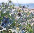 EryngiumMaritimum.jpg