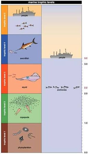 Trophic level.jpg