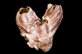 Megabalanus tintinabulum3.jpg