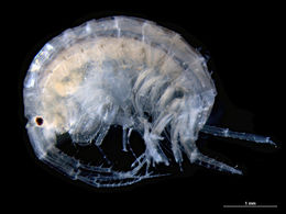 Melita nitida (habitus).jpg