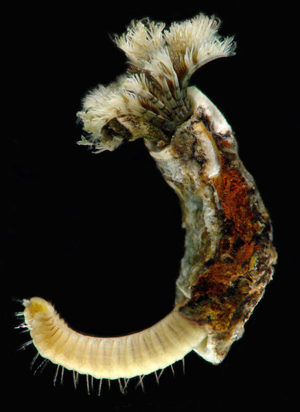 File:Ficopomatus enigmaticus.jpg