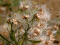 Baccharis haliminifolia2.jpg
