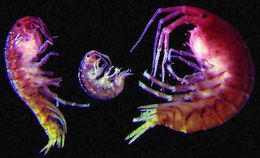 Melita California Academy of Sciences, SFBay2K.jpg