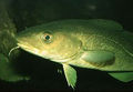 Atlantic cod.jpg