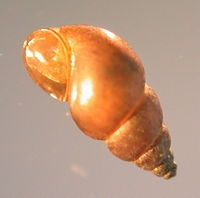 Potamogyrus antipodarum.jpg