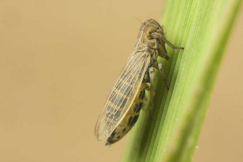 File:Prokelisia marginata brachypteer .jpg