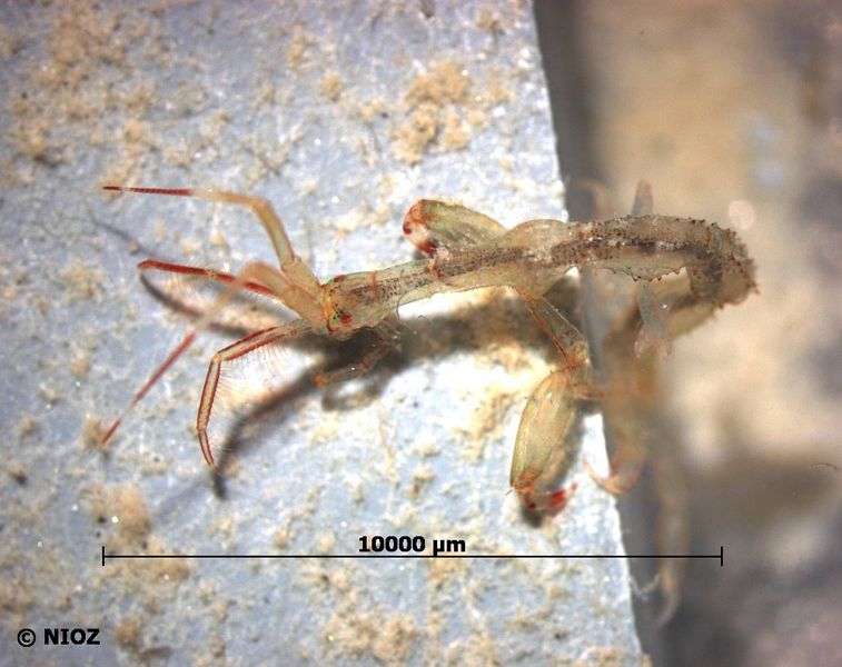 File:Caprella mutica3.jpg