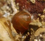 Diadumene lineata2.JPG