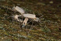 Telmatogeton japonicus.jpg