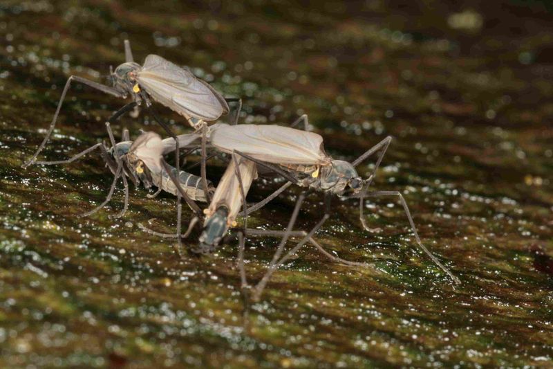 File:Telmatogeton japonicus.jpg