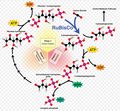 CalvinCycleScheme.jpg