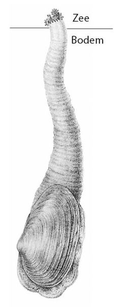File:Mya arenaria1.jpg