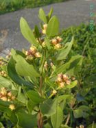 Baccharis halimifolia3.jpg