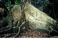 Buttress roots detail.JPG
