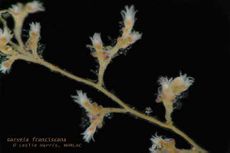  © Leslie Harris NHMLAC