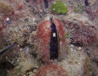 Antithamnionella ternifolia2.jpg