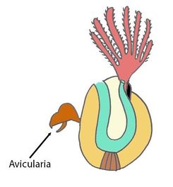 Schema 2 Mosdiertjes.jpg