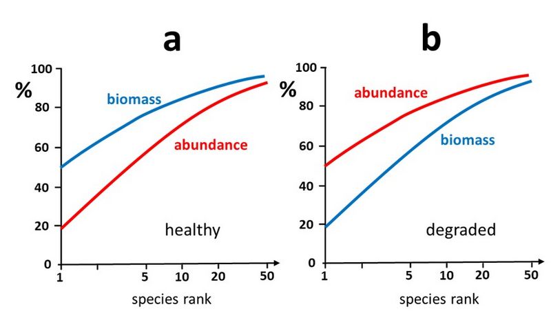 File:BiomassAbundancePlot.jpg